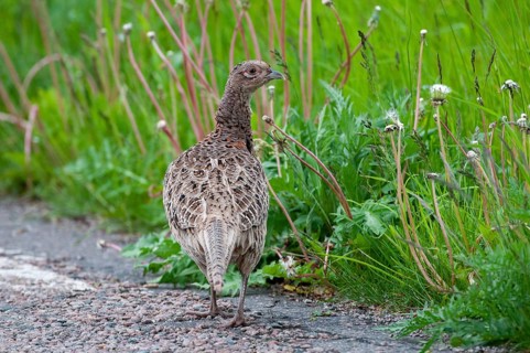 Pheasant, hunting pheasant, phasianus colchicus, pheasant, Sweden, birds, chickens, female,