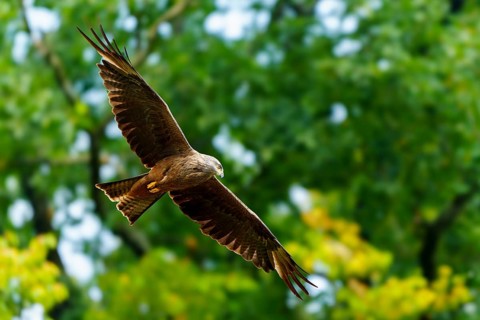 Red Kite (Milvus milvus), wildlife, Germany, an elegant bird of prey in flight against a green,