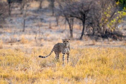 Cheetah (Acinonyx jubatus) running in dry savannah, Etosha National Park, Namibia