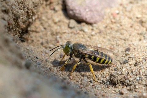 Bembix rostrata, common European sand wasp, crabroniade, hymenoptera, gyro wasp, digging wasps,