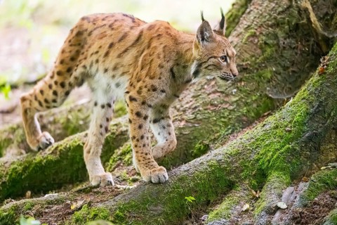 Eurasian lynx (Lynx lynx) walking in a forest, Bavaria, Germany