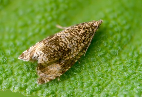 Celypha lacunana, common marble, banded winder, common nettle winder, common meadow winder, dark