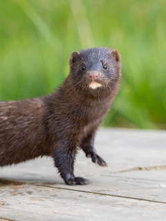 A mink looks interested