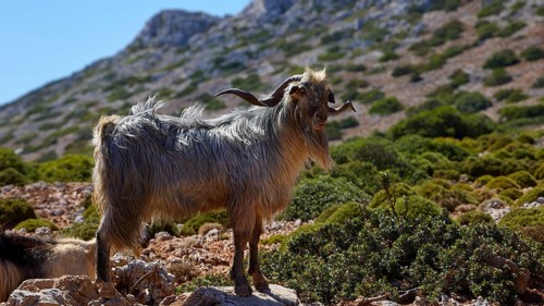 A gray goat stands on a rocky hill with green vegetation in the background, Rodopou Peninsula,