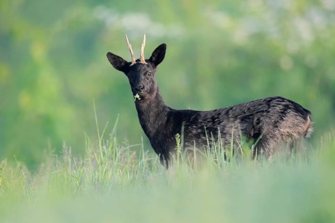 European roe deer (Capreolus capreolus), black roe deer, a roebuck grazing in a meadow, Lower