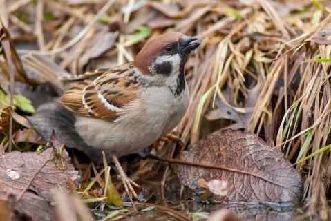 Tree Sparrow, Passer Montanus, Sparrow, Tree Sparrow, Bath, Bird Bath, Birds, Garden, Passeri,