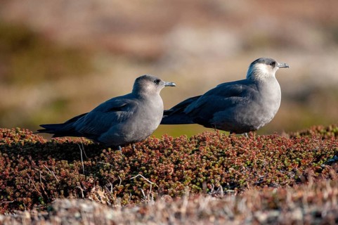 Arctic hunter, arctic skua, arctic tern, Norway, parasitic hunter, parasitic skua, parasite