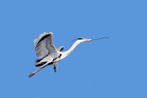 Grey heron (Ardea cinerea) in flight with nesting material, North Rhine-Westphalia, Germany