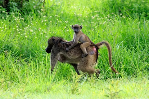 Bear baboon (Papio ursinus), Chakma baboon, adult, female, running, foraging, young, on its