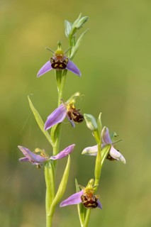 Bee ragwort, ophrys apifera, orchidaceae, orchids, orchid, bee orchid, flora, high size, vertical