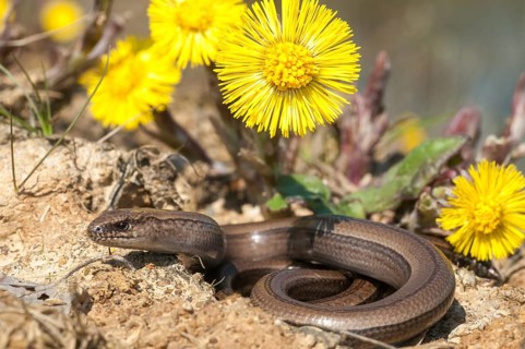Anguis fragilis, slow worm, western slow worm, blindworm, critters, deaf adder, lizards, hazelworm,