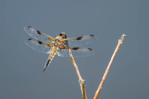 A four-spotted dragonfly (Libellula quadrimaculata) perched on a blade of grass, Littlewood Ranch,