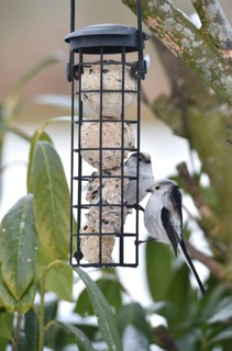 Long-tailed tits (Aegithalos caudatus) eating tit dumplings in winter, Schleswig-Holstein, Germany