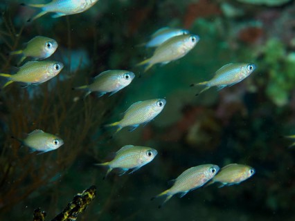 A small school of blue-green Green Chromis (Chromis viridis) swims in the bluish waters of a coral