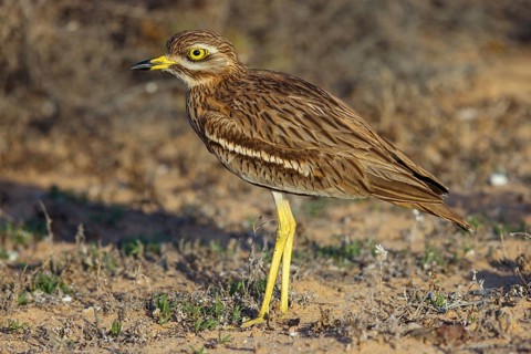 Curlew, Animals, Birds, (Burhinus oedicnemus), Biotope, Habitat, Foraging, Curlew family, Canary