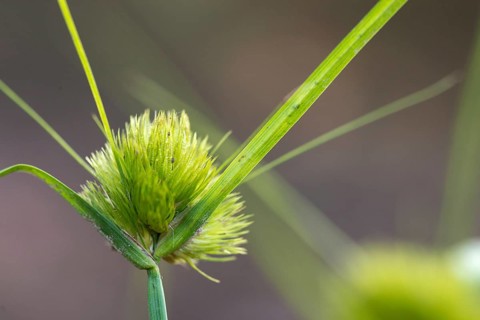 Bohemian sedge, carex bohemica, carex cyperoides, cyperaceae, sour grasses, cyprus grass harrow,