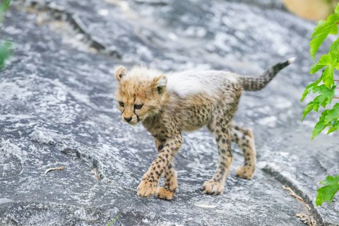 Cheetah (Acinonyx jubatus) youngster walking on a rock, captive, occurrence Africa