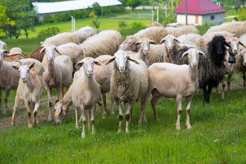 Flock of sheep standing curiously in a green field in rural surroundings, Trebujeni, Orhei