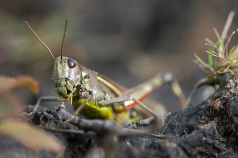 Acrididae, caelifera, grasshoppers, short-feeler scare, locustinae, mecostethus grossus,