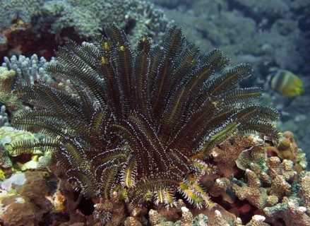 Bushy feather star (Comaster schlegelii) on a coral reef in a diverse underwater landscape,