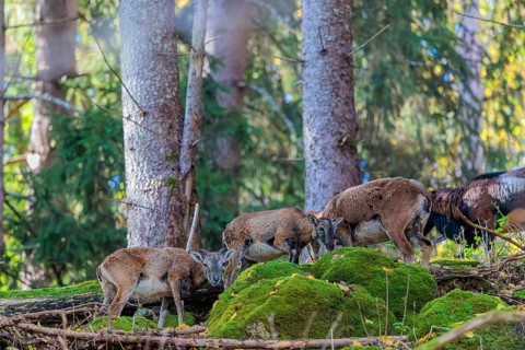 A group of European mouflon (Ovis aries musimon) stands in a forest on a rocky slope. Czech