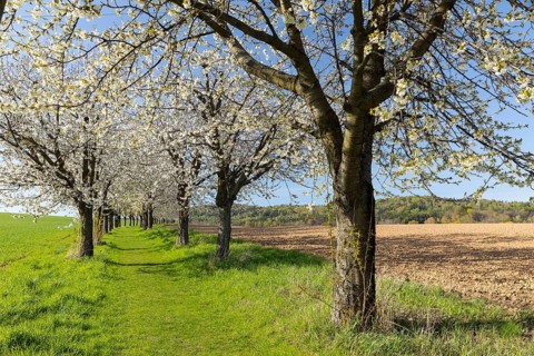 Green field path with cherry trees (prunus) in blossom, avenue, Rammenau, Saxony, Germany