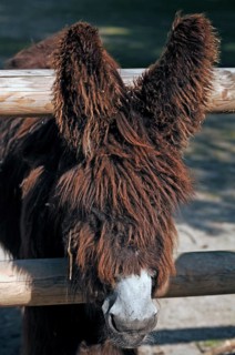 Poitou donkeys (named after the Poitou-Charentes region in western France) at the Tiergarten, Am