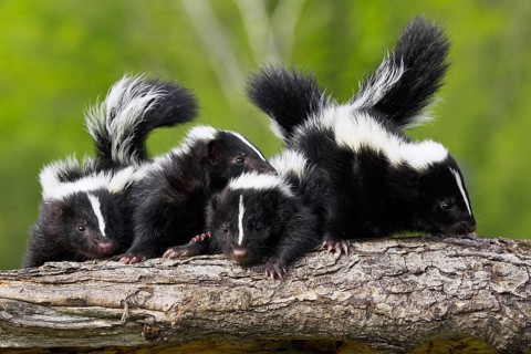 Skunk (Mephitis mephitis), Minnesota, USA: Four young skunks are standing on a tree trunk in the
