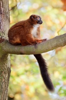 Red-bellied lemur (Eulemur rubriventer), female perched on a branch, in captivity, found in