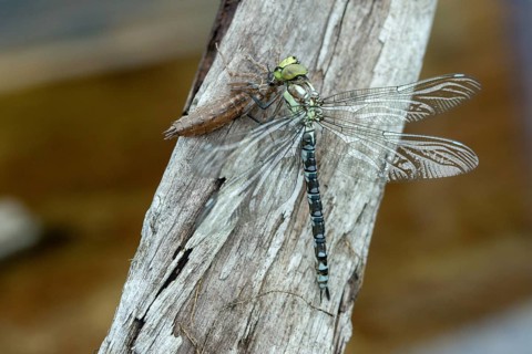 Aeshna cyanea, blue-green mosaic maiden, southern hawker, anisoptera, dragonflies, exuvia, imago,