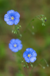 Asian flax, Austrian flax, linseed, linaceae, linum austriacum, flora, high size, portrait format,