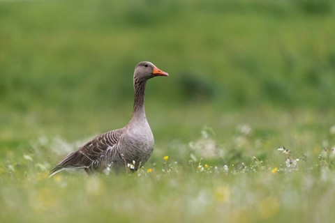 Anser Anser, Greylag or Graylag Goose, Grelag Goose, Anatidae, Birds, Duckbirds, Goose, Geese,