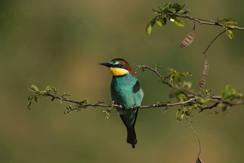 A bee-eater on a leafy twig, with a blurred background, bee-eater (Merops apiaster), Palatinate,