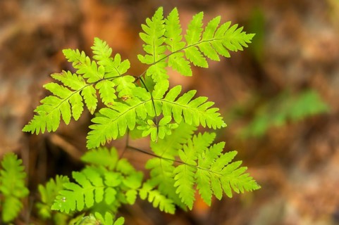 Dryopteridaceae, oak fern, gymnocarpium dryopteris, eyelash fern, woodsiaceae, worm fern, fern,