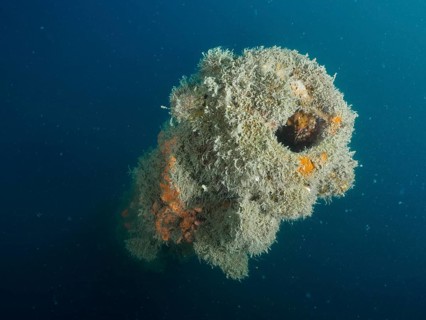Cannon tube covered with algae in murky seawater. Giuseppe Dezza wreck dive site, Pula, Croatia,