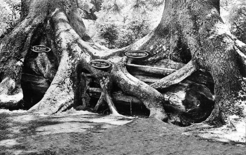The 'octopus tree' in the 'Trees of Mystery' park on Redwood Highway, California, USA around 1930s,