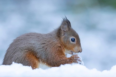 Red squirrel (Sciurus vulgaris) adult animal eating a nut in snow in winter, England, United