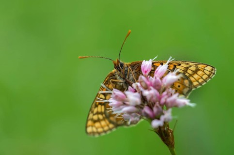 Bite check moth, bite tick moth, euphydryas aurinia, eurodryas aurinia, golden tick moth, green