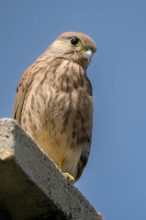 Falco tinnunculus, Common Kestrel, kestrel, birds, falcon, falconiformes, falcons, birds of prey,