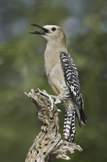 Gila Woodpecker (Melanerpes uropygialis), Arizona, USA