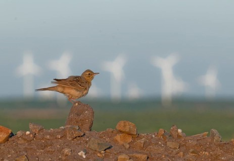 2009, Anthus Campestris, Brachpieper, Brandenburg, Germany, Grünhäuser See, Nabu, national natural