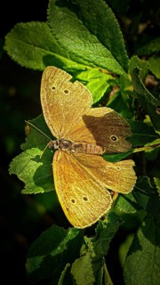 A close-up of a brown forest bird butterfly (Apahntopus hyperanthus) with its wings spread out on