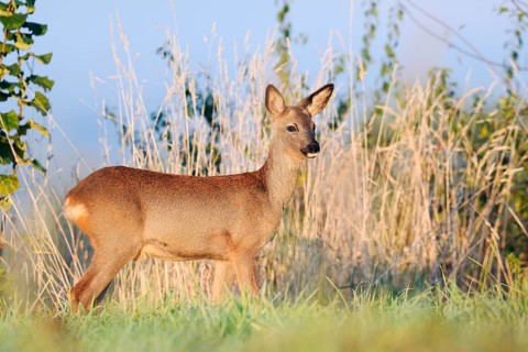 European roe deer (Capreolus capreolus), doe in autumn, North Rhine-Westphalia, Germany