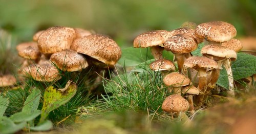 Armillaria ostoyae, Armillaria polymyces, Armillaria solidipes, brown honey mushroom, dark honey