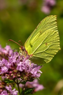 Brimestone, Gonepteryx Rhamni, Butterfly, High Size, Portrait, Insects, Butterflies, Butterflies,