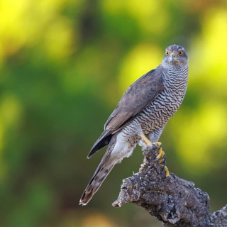 Northern northern goshawk (Accipiter gentilis), Autour des palombes, Hides De Calera / Goshawk