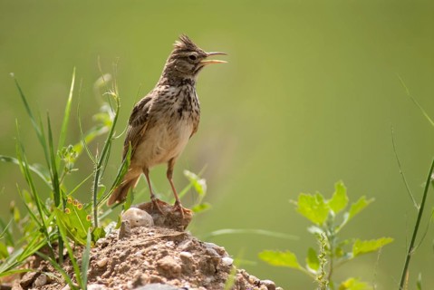 Crested lark, galerida cristata, crested lark, birds, Bulgaria, song, larks, passeri, singing,