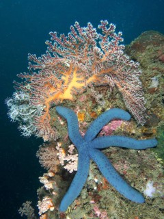 Blue Linckia (Linckia laevigata) against a backdrop of colourful hard and soft corals in the sea,