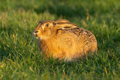 European brown hare (Lepus europaeus) adult animal in a farmland cereal field in spring, England,