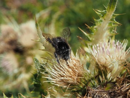 Alpine bumblebee (Bombus alpinus) on a spiny flower in its natural habitat, Goms, Canton of Valais,